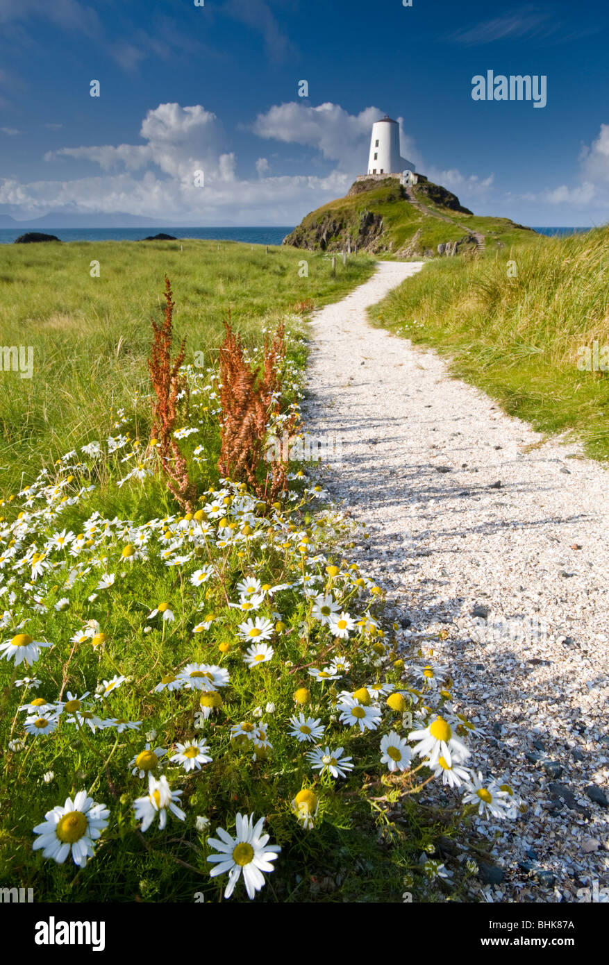 TWR Mawr Lighthouse and Wildflowers, Llanddwyn Island, in der Nähe von Newborough, Anglesey, North Wales, UK Stockfoto