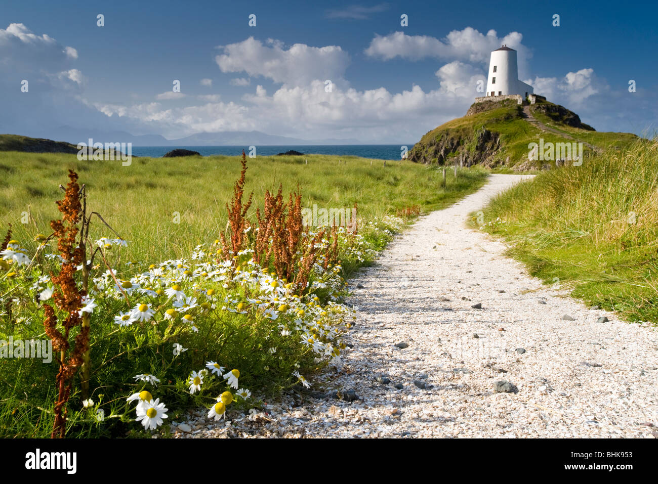 TWR Mawr Lighthouse and Wildflowers, Llanddwyn Island, in der Nähe von Newborough, Anglesey, North Wales, UK Stockfoto