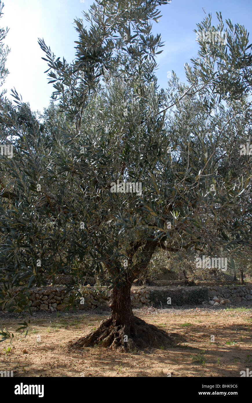 Olivenbaum (Olea Europaea), Jalon Tal, Provinz Alicante, Comunidad Valenciana, Spanien Stockfoto