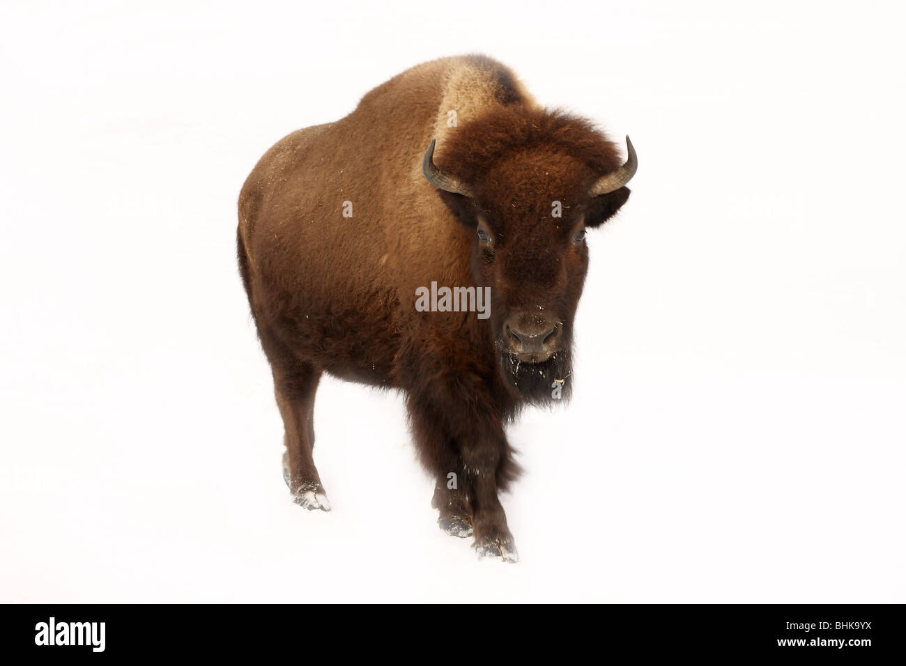 American buffalo Stockfoto