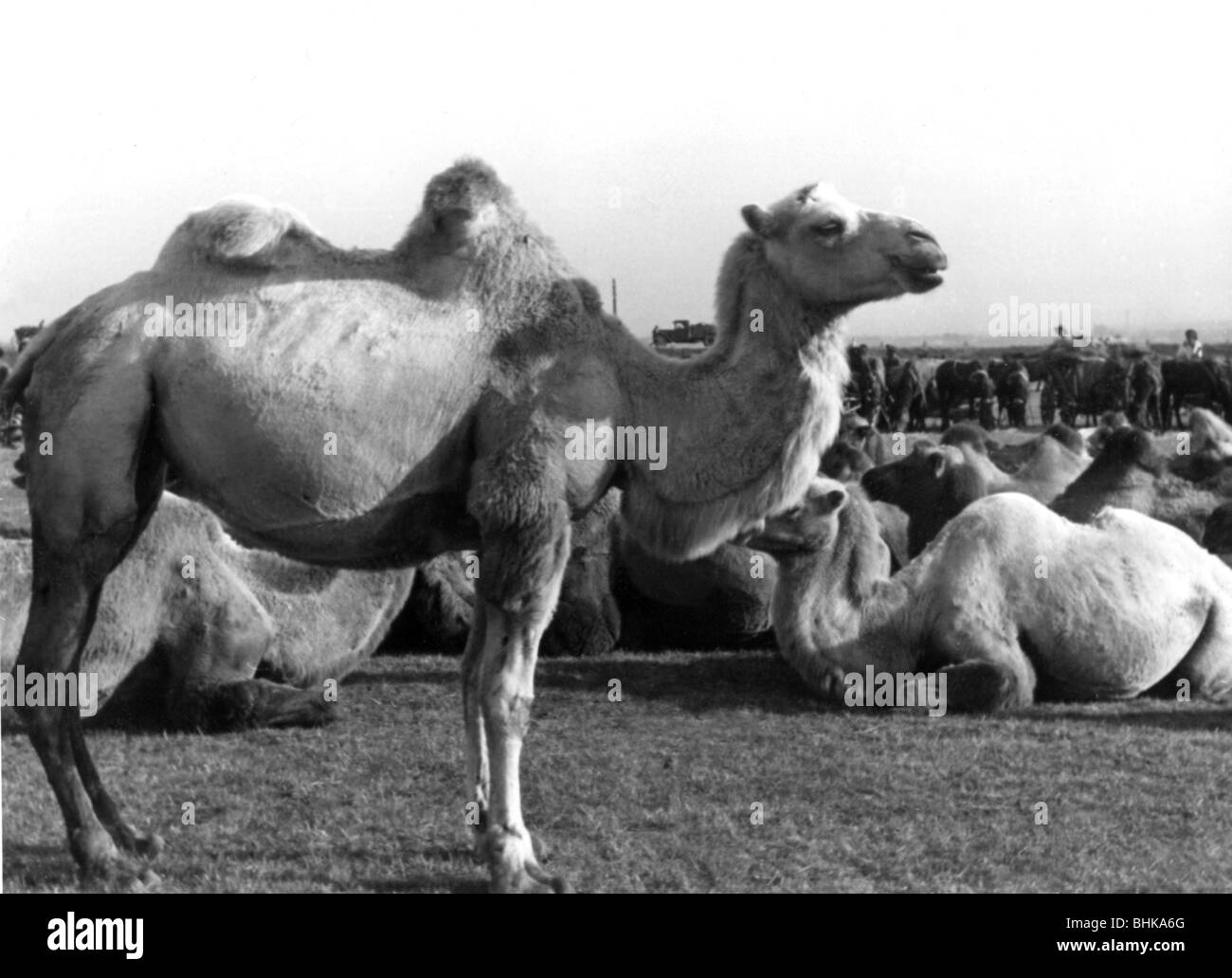 Zoologie/Tiere, Säugetier/Säugetiere, Kamele, Baktrian-Kamel, (Camelus bactrianus), Kamelherde, Russland, ca. 1942, Stockfoto