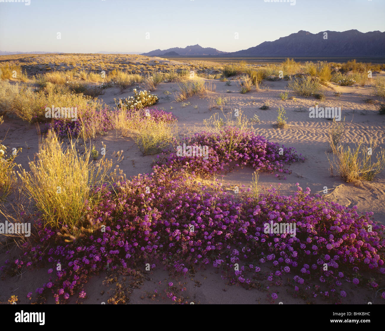 ARIZONA - Sand Eisenkraut und eine Wüste Lilie blüht im Frühling am Mohawk Dünen in den Frühling mit den Mohawk-Bergen im Stockfoto