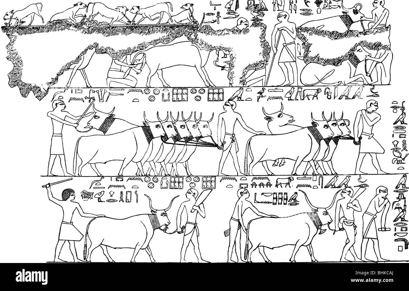 Landwirtschaft, Bestandsbewirtschaftung, Rind, Ägypten, Entlastung von den Tombn von Ptahhotep, ca. 2400 v. Chr. (5. Dynastie), Holzgravur, 19. Jahrhundert, Hirten, Hirten, Menschen, Tiere, alte Welt, Antike, Altes Reich, Ptah-hotep, Afrika, historisch, historisch, alte Welt, Stockfoto