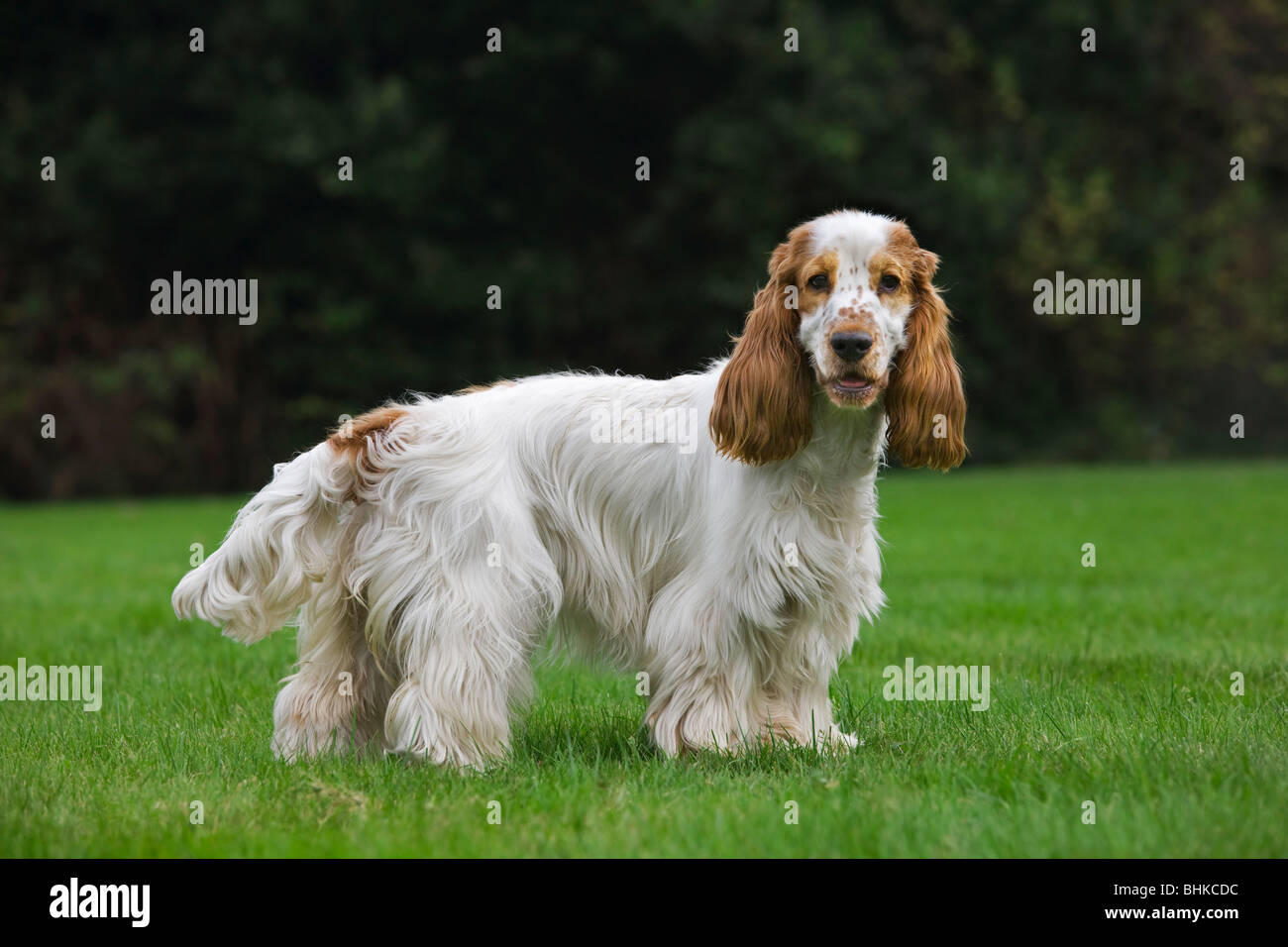 English Cocker Spaniel (Canis Lupus Familiaris) im Garten Stockfoto