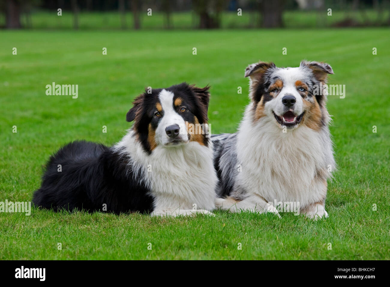 haushunde-hunde-fotos-und-bildmaterial-in-hoher-aufl-sung-alamy