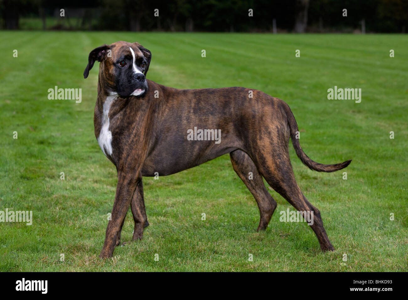 Boxer-Hund (Canis Lupus Familiaris) im Garten Stockfoto