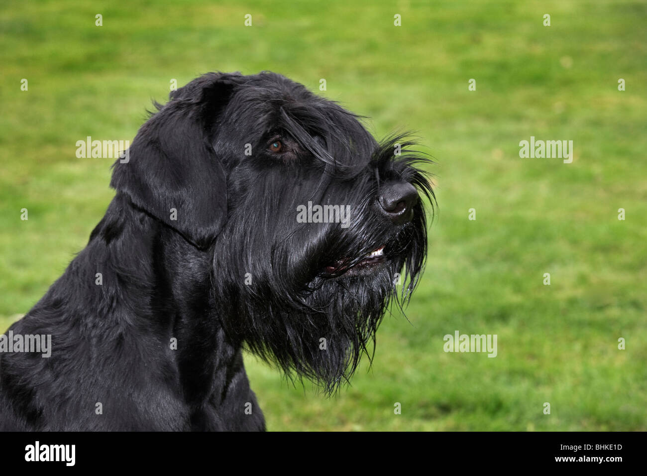 Riesenschnauzer (Canis Lupus Familiaris) auf Rasen Stockfoto