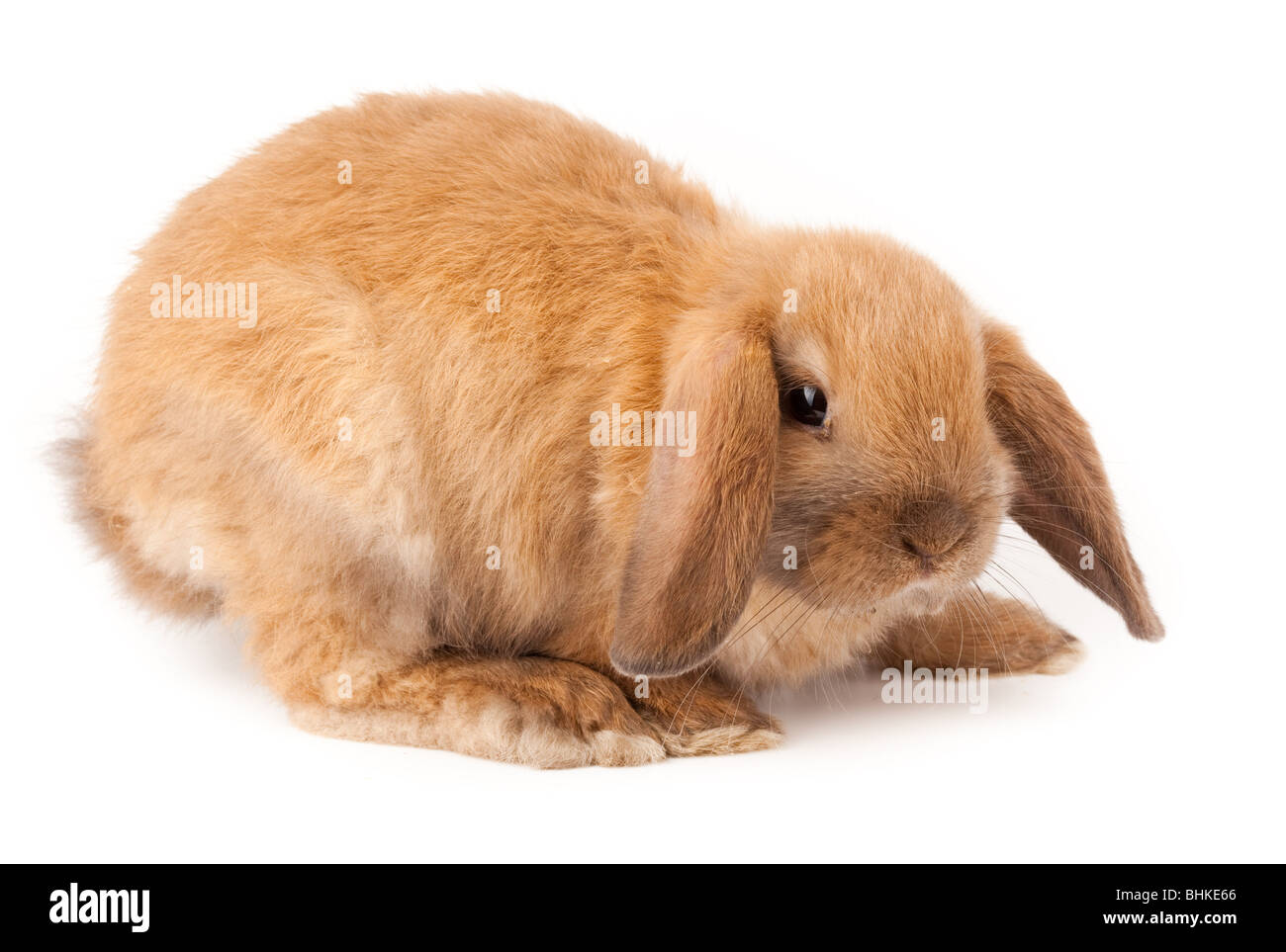 Miniature Lop, Kaninchen. Es ist auf einem weißen Hintergrund ausgeschnitten. Stockfoto