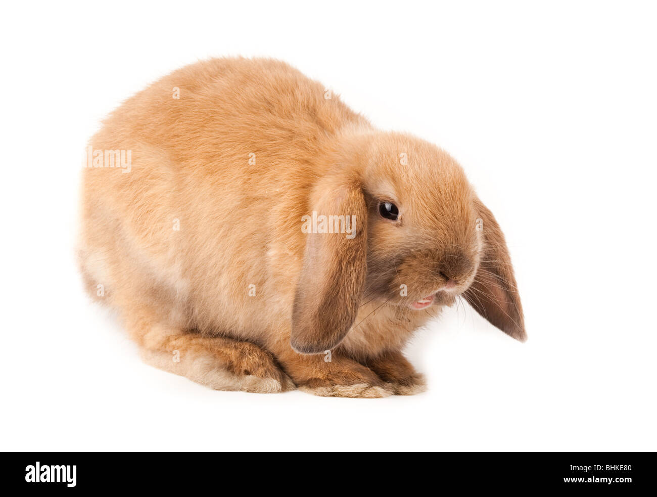 Miniature Lop, Kaninchen. Es ist auf einem weißen Hintergrund ausgeschnitten. Stockfoto