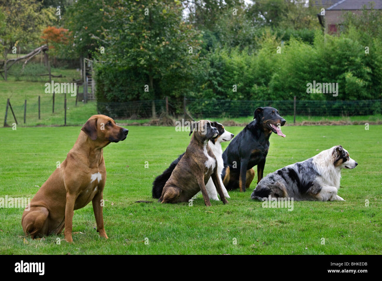 Verschiedene Rassen des Hundes (Canis Lupus Familiaris) in der Ausbildung Schule, Belgien Stockfoto