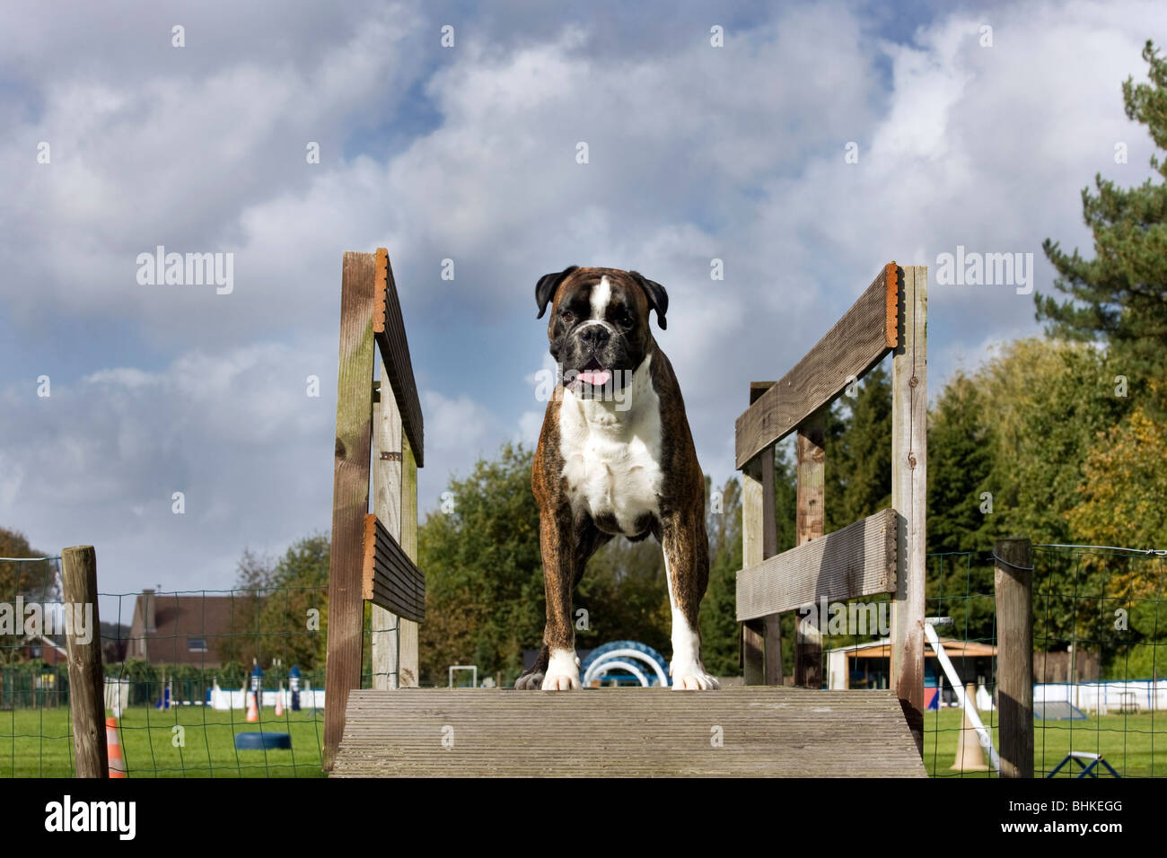 Boxer-Hund (Canis Lupus Familiaris) am Hindernis-Parcours Stockfoto