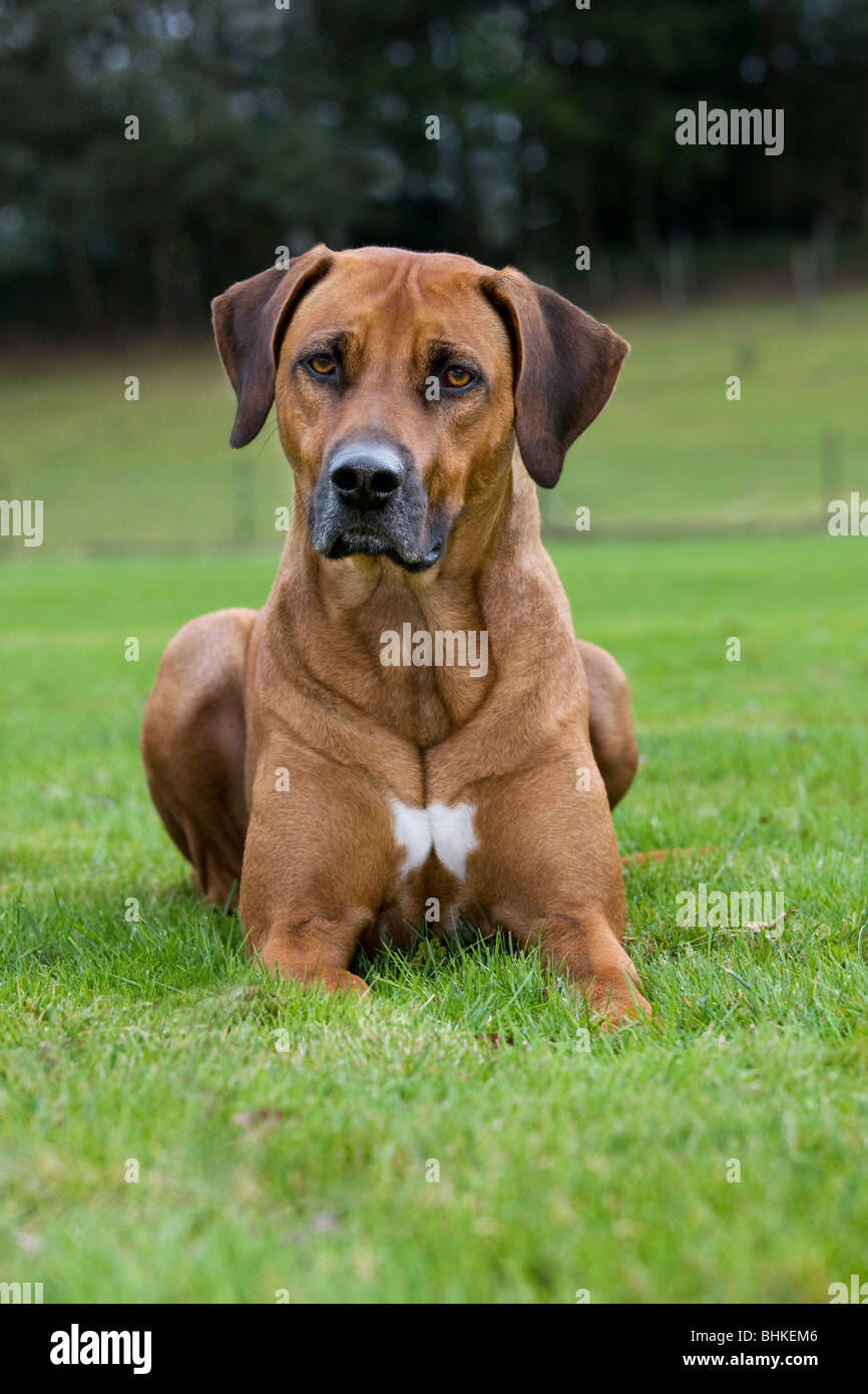 Rhodesian Ridgeback / African Lion Hound (Canis Lupus Familiaris) liegen auf der Liegewiese im