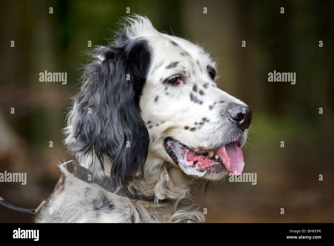 Englisch Setter Hund (Canis Lupus Familiaris) Nahaufnahme Stockfoto