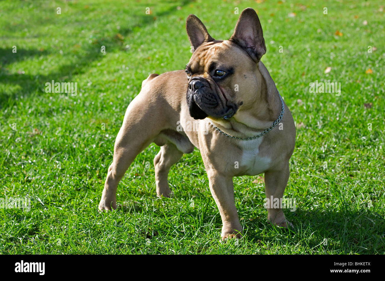 Französische bulldogge Fotos und Bildmaterial in hoher Auflösung Alamy