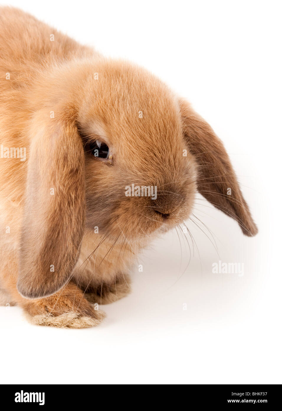 Miniature Lop, Kaninchen. Es ist auf einem weißen Hintergrund ausgeschnitten. Stockfoto