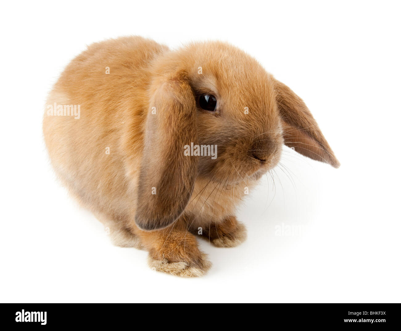 Miniature Lop, Kaninchen. Es ist auf einem weißen Hintergrund ausgeschnitten. Stockfoto