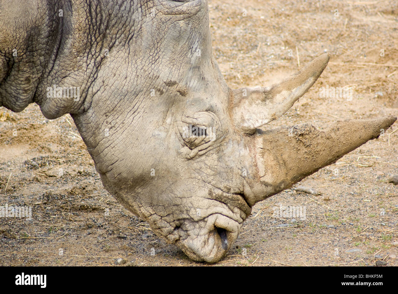 Ein Nashorn Stockfoto