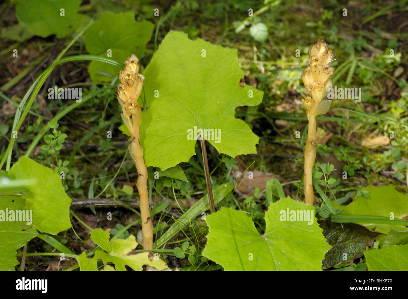 Gelb-Vogelnest, Monotropa hypopitys Stockfoto