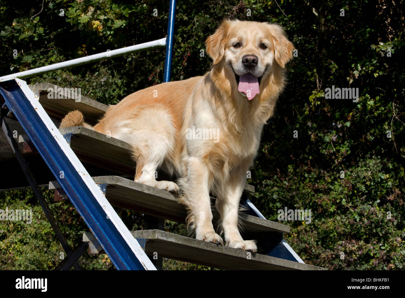 Golden Retriever (Canis Lupus Familiaris) sitzt auf der Treppe am Hindernis-Parcours Stockfoto