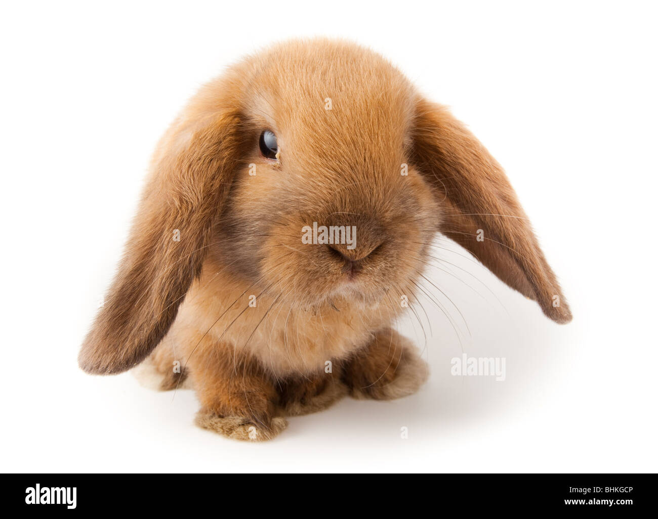 Miniature Lop, Kaninchen. Es ist auf einem weißen Hintergrund ausgeschnitten. Stockfoto