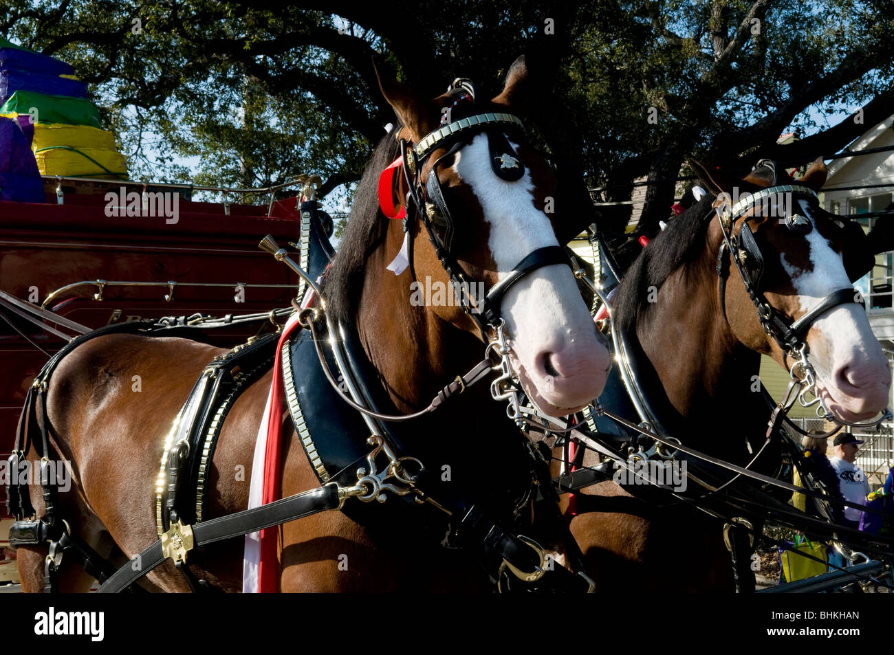 Budweiser-Pferde im Staging-Bereich von Endymion Parade, Karneval 2010, New Orleans, Louisiana Stockfoto