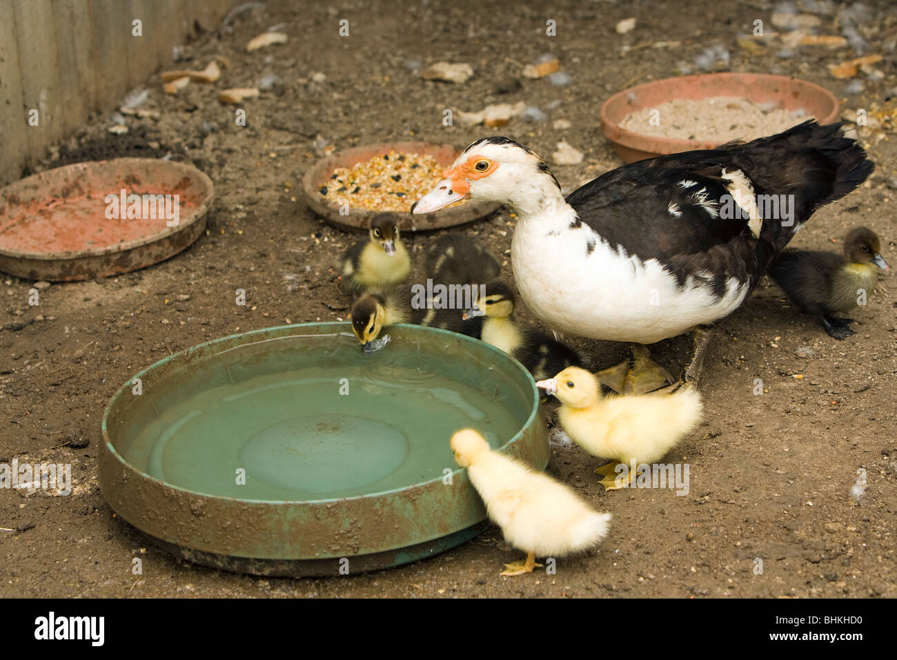 Mutter Ente und Küken trinken und spielen Stockfoto