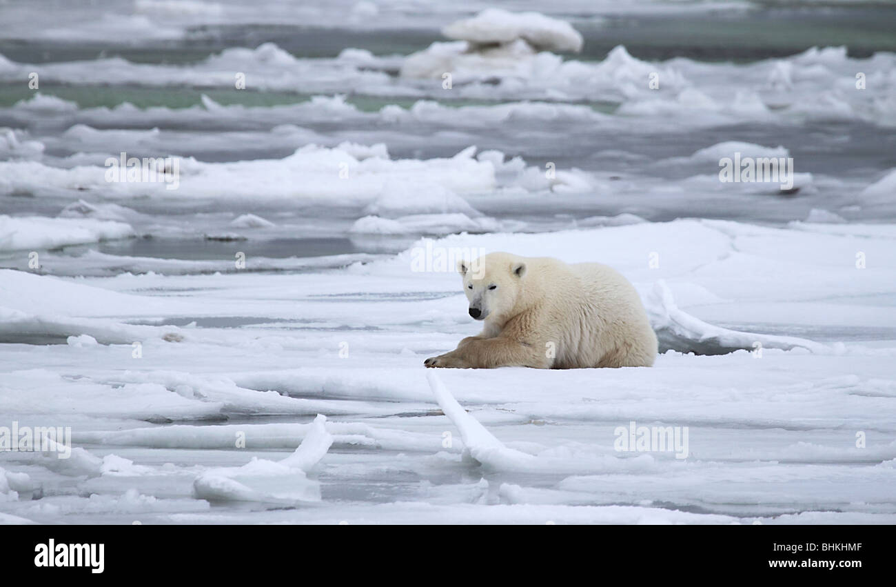 Eisbär, Männlich, auf Küsten Eis, Eis-Schollen, Hudson Bay Stockfoto