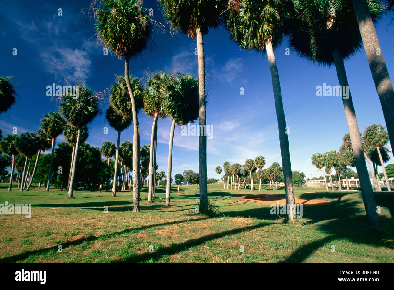 Niedrigen Winkel Strukturansichten auf einem Golfplatz, Punkt Borinquen Golf Course, Puerto Rico Stockfoto