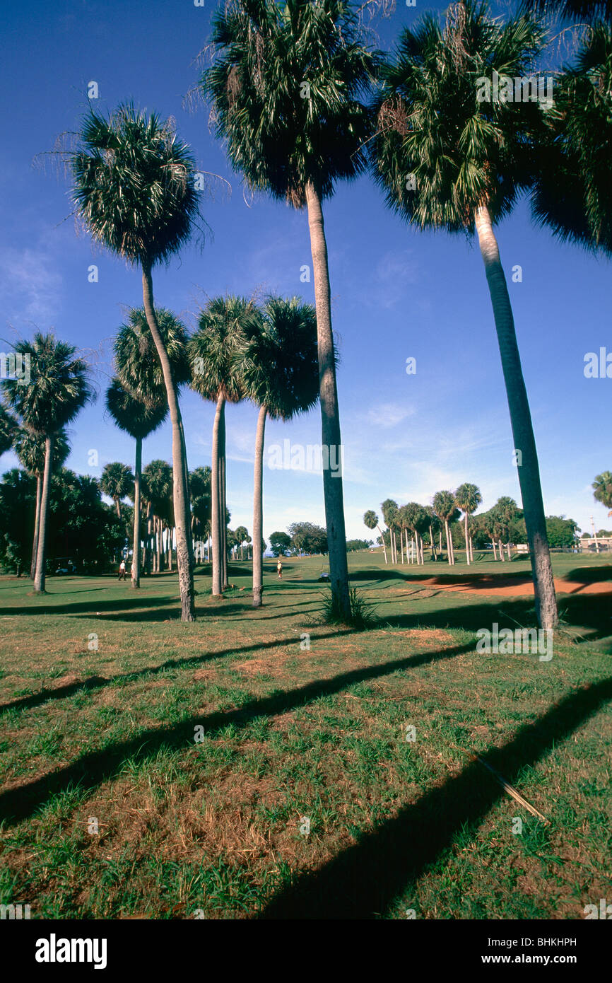 Plam Bäume auf einem Golfplatz zeigen Borinquen, Puerto Rico Stockfoto