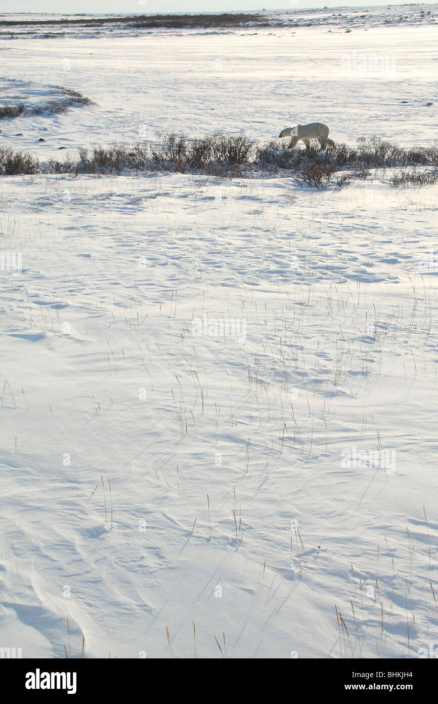 Eisbär in der Tundra-Landschaft des Wapusk-Nationalpark, Kanada Stockfoto