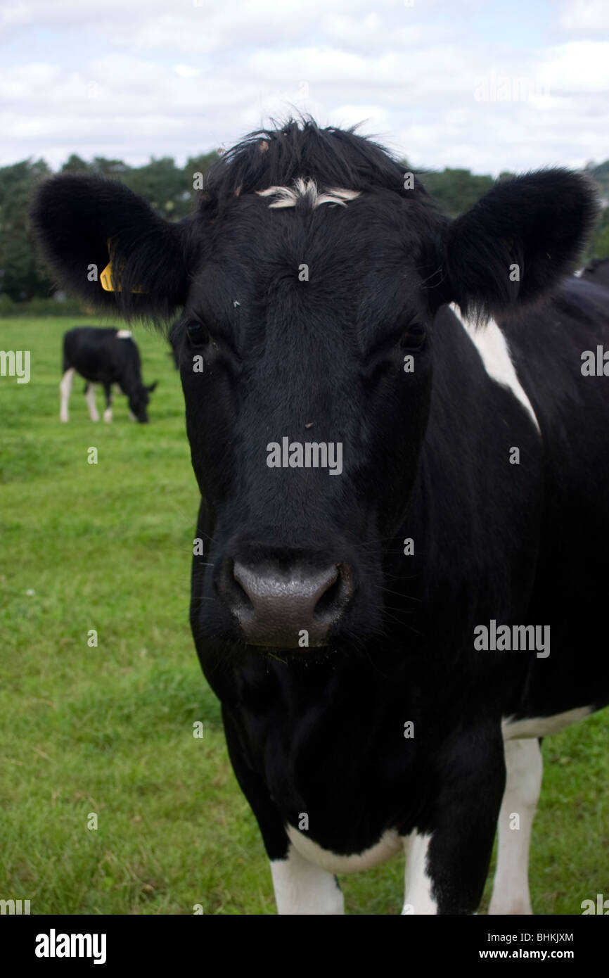 Melkende Kuh in somerset Stockfoto