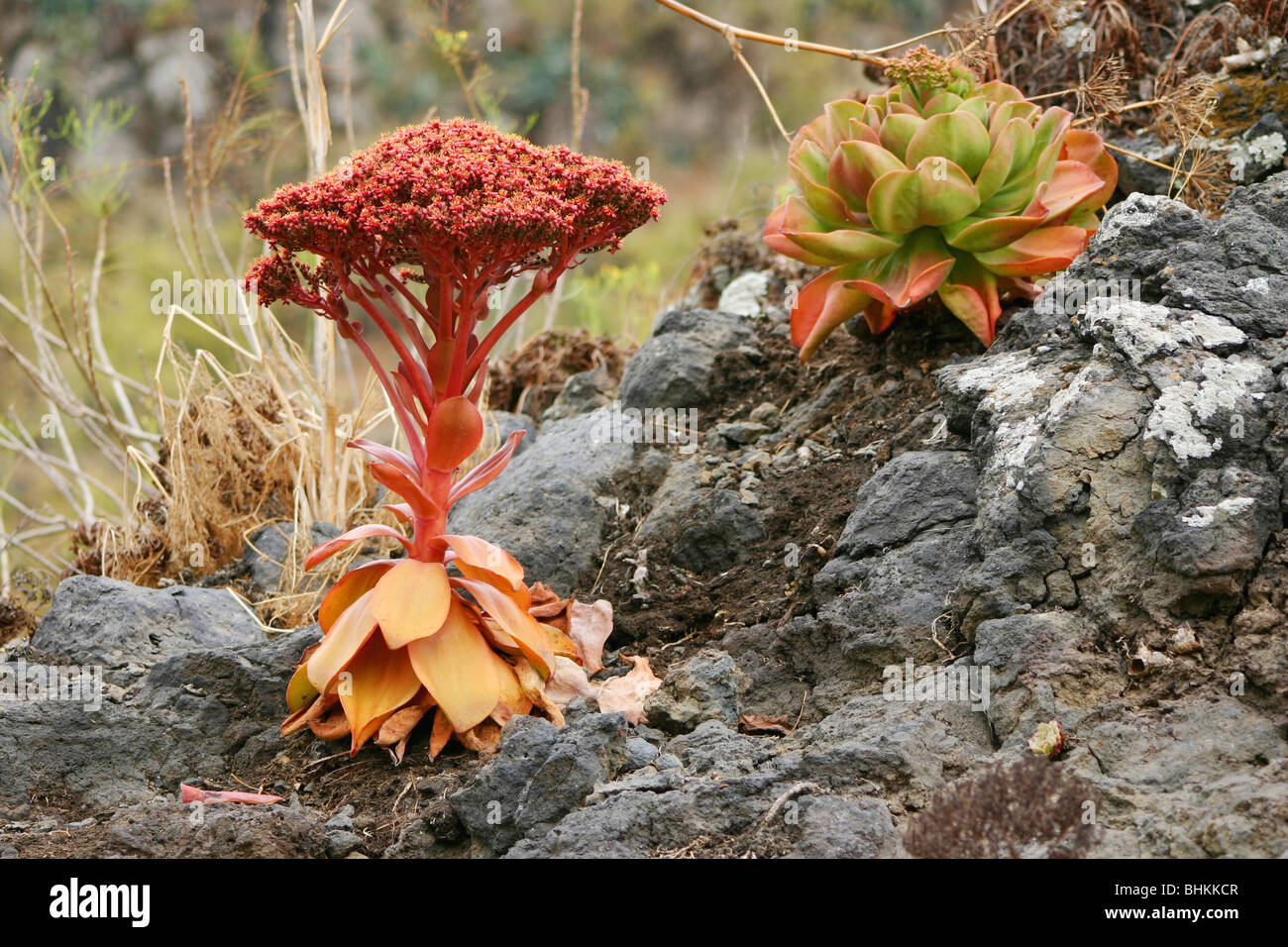 Aeonium Nobile wachsen wild auf La Palma Stockfoto