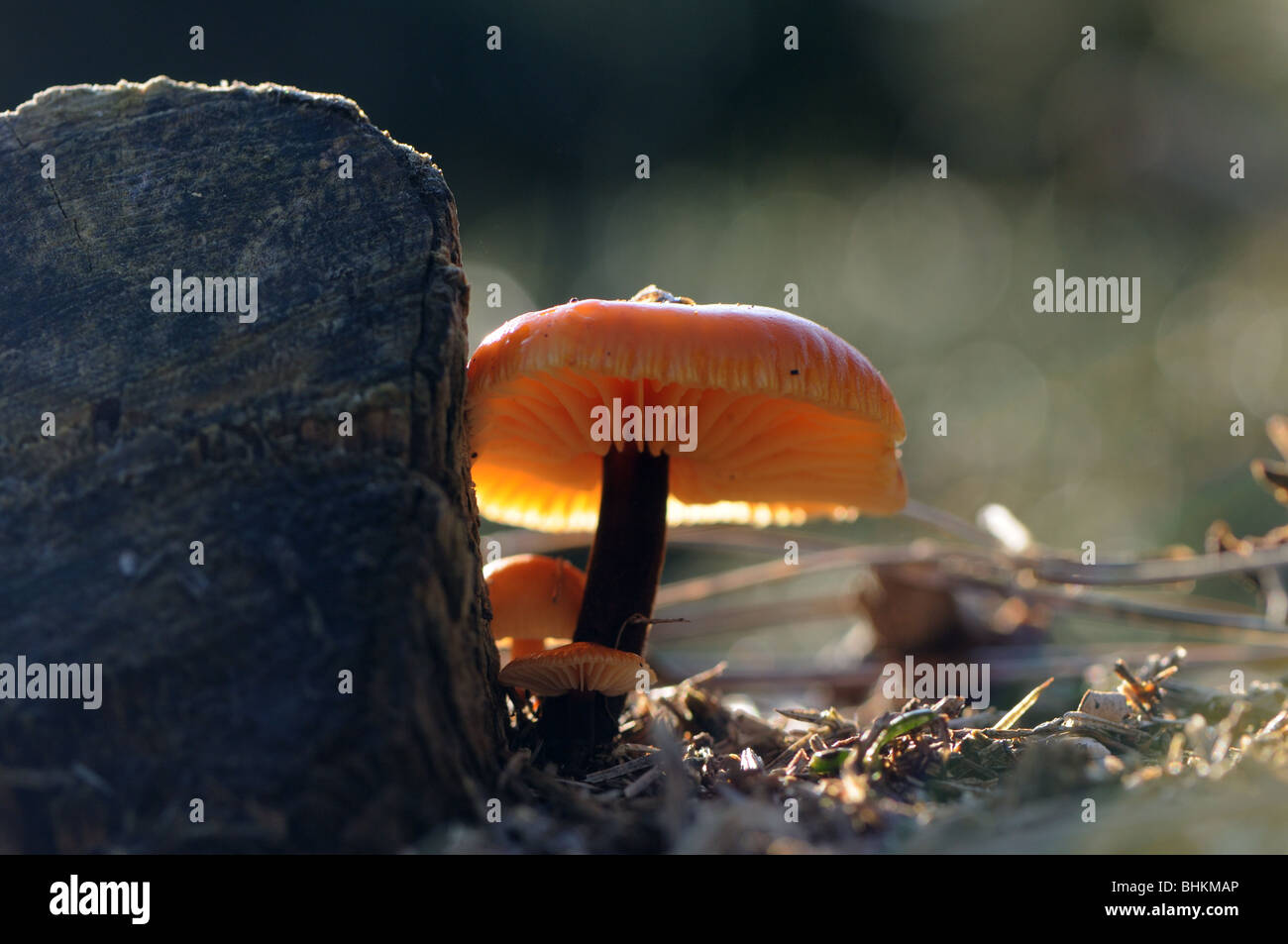 Samt Schaft Pilz Stockfoto