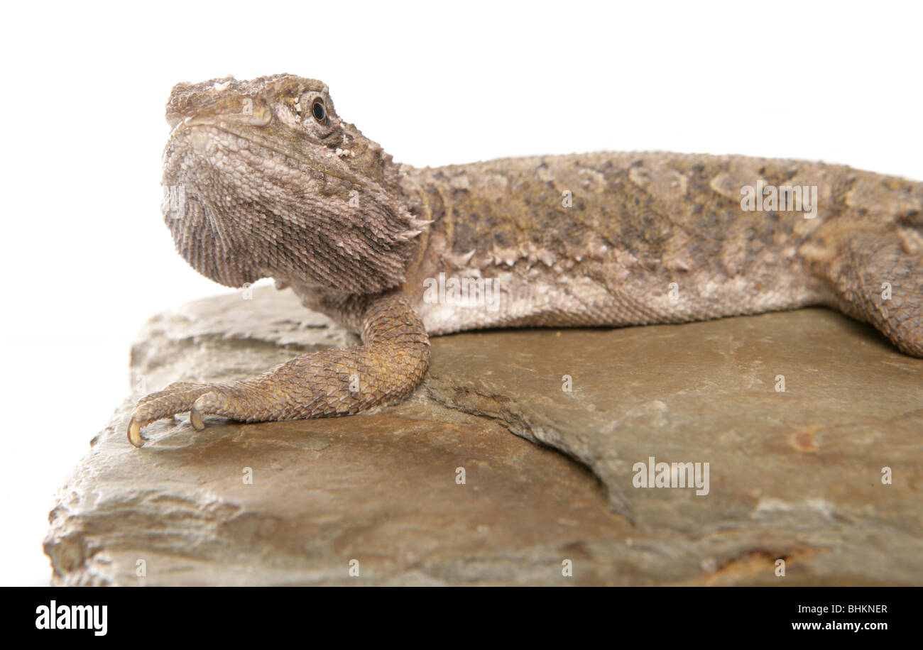 Lawsons Drachen Pogona Henrylawsoni alleinstehenden ruht auf einem Felsen Studio, Gefangenschaft, UK Stockfoto