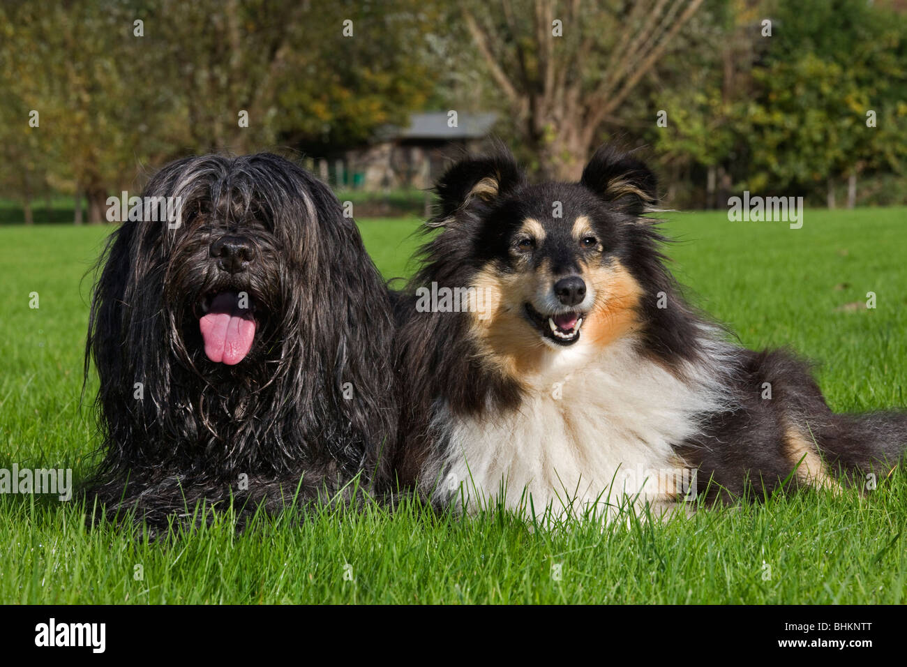 Schapendoes / Holländischen Schäferhund und Shetland Schäferhund / Collie (Canis Lupus Familiaris) im Garten Stockfoto