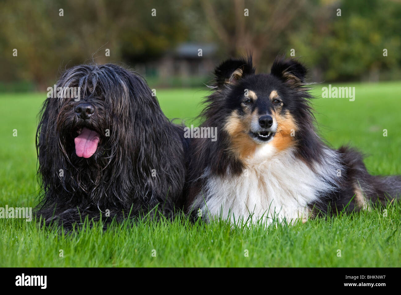Schapendoes / Holländischen Schäferhund und Shetland Schäferhund / Collie (Canis Lupus Familiaris) im Garten Stockfoto