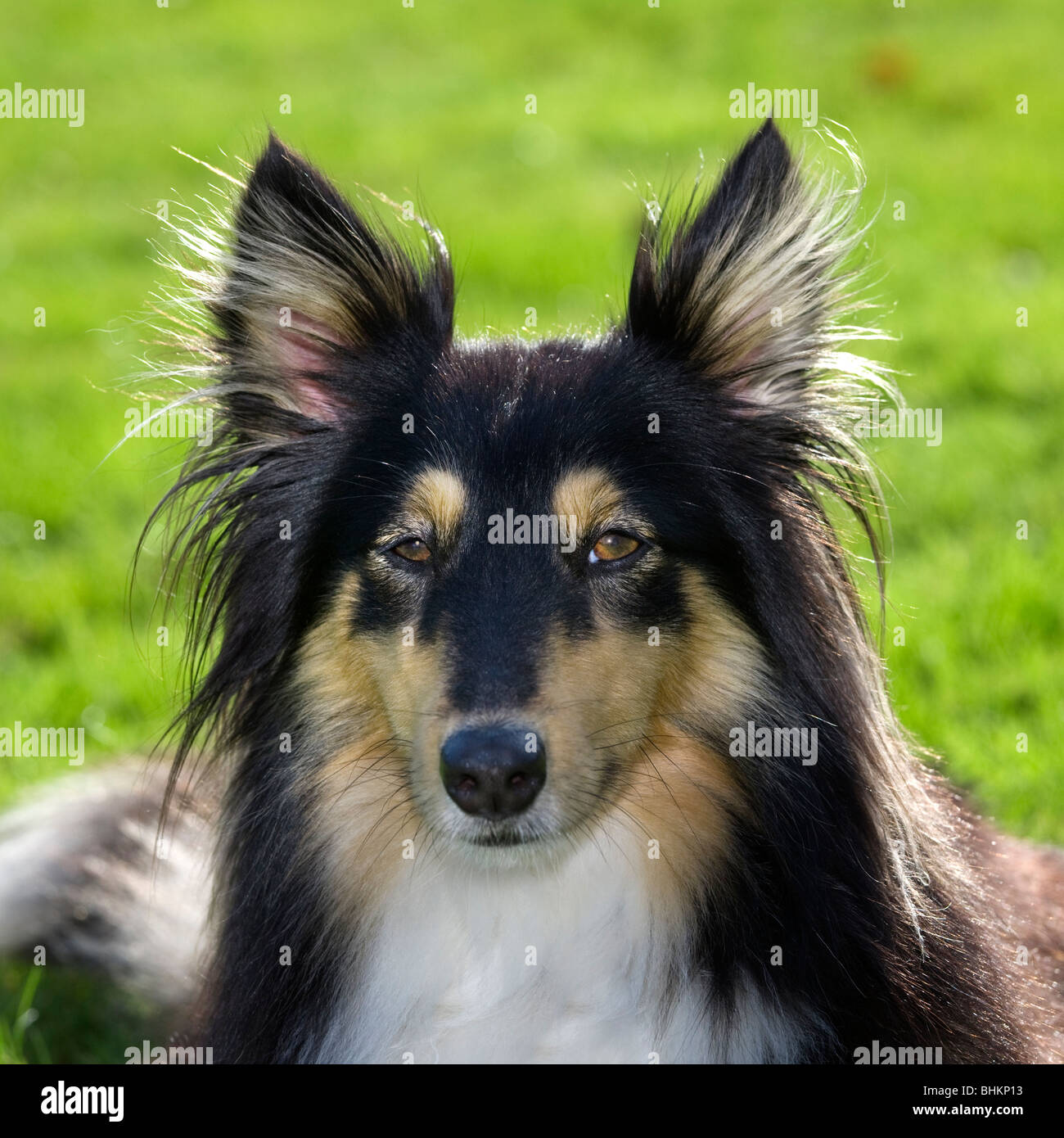 Shetland Sheepdog / Collie / Sheltie (Canis Lupus Familiaris) im Garten Stockfoto