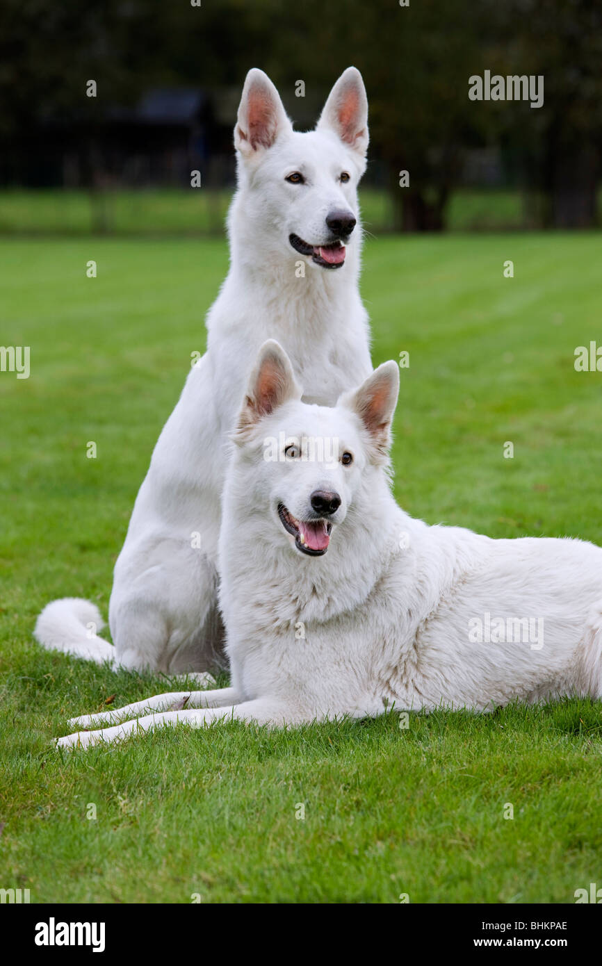 Zwei weiße Schweizer Schäferhunde (Canis Lupus Familiaris) im Garten Stockfoto