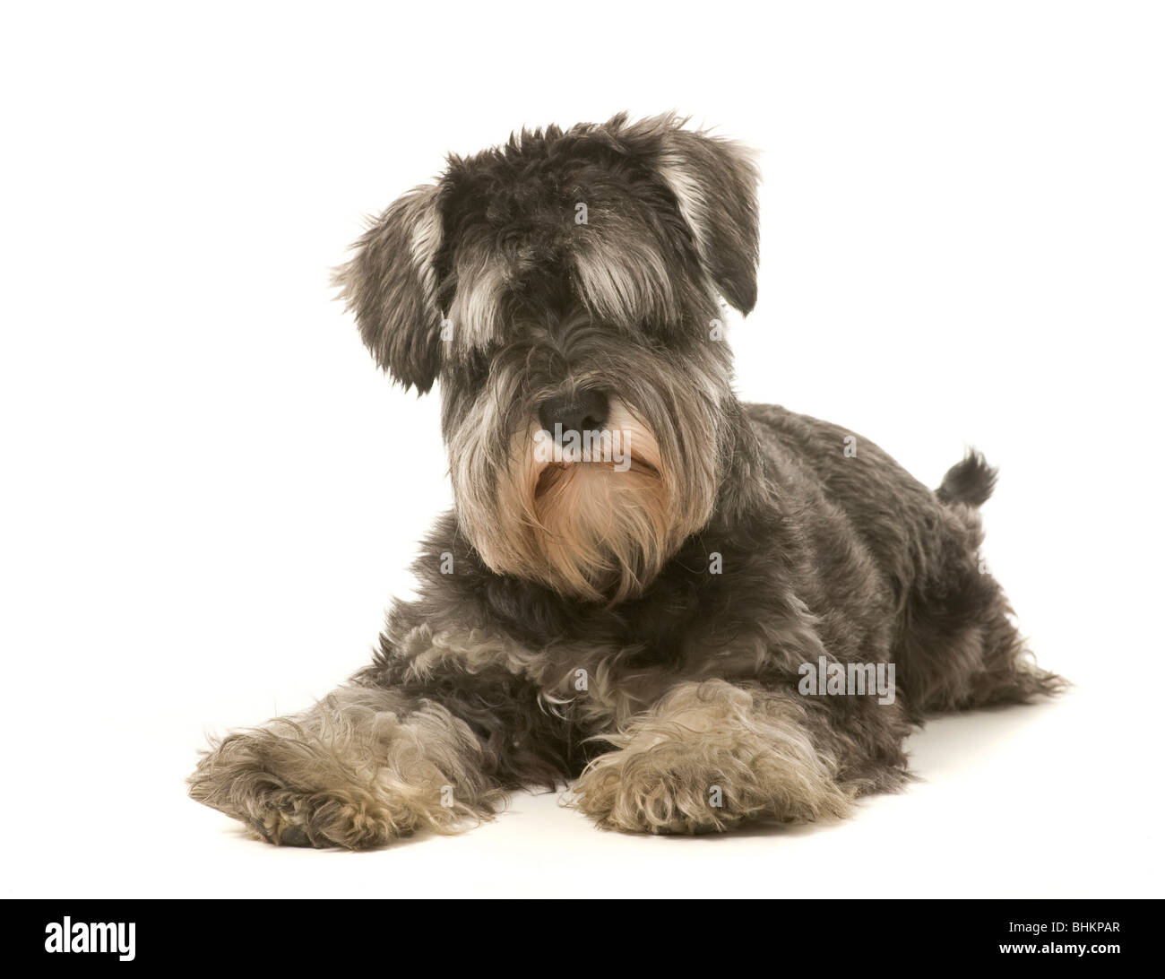 Salz- und Pfefferstreuer Miniaturschnauzer Hund auf weißem Hintergrund Stockfoto