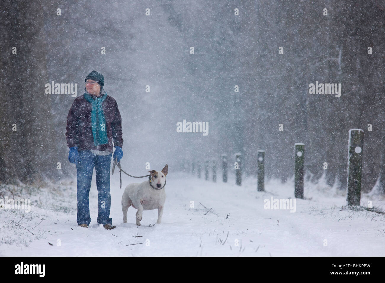Frau zu Fuß mit englischer Bullterrier (Canis Lupus Familiaris) im Winter im Schnee Stockfoto