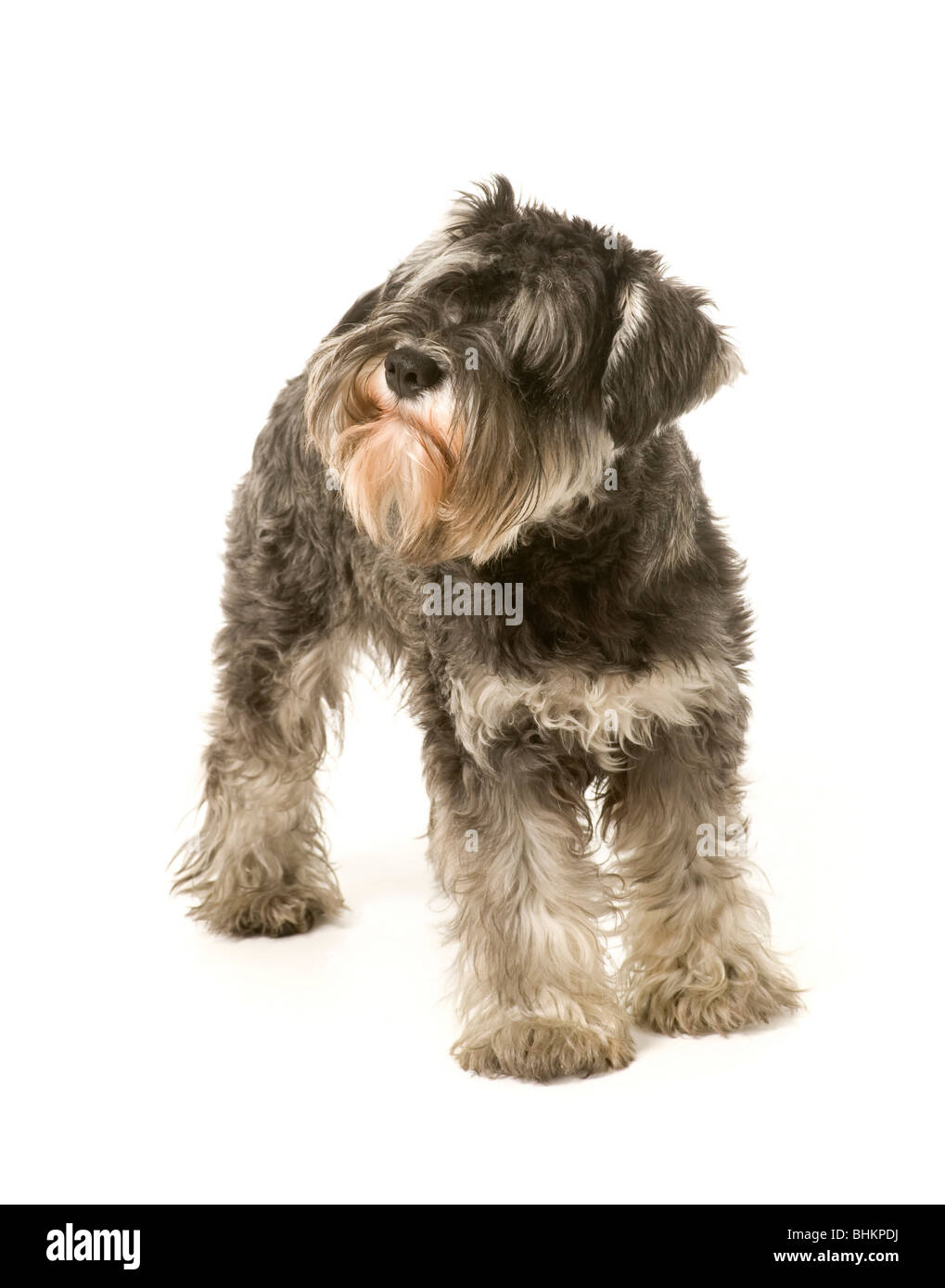 Salz- und Pfefferfarben Miniatur-Schnauzer-Hund auf weißem Hintergrund Stockfoto
