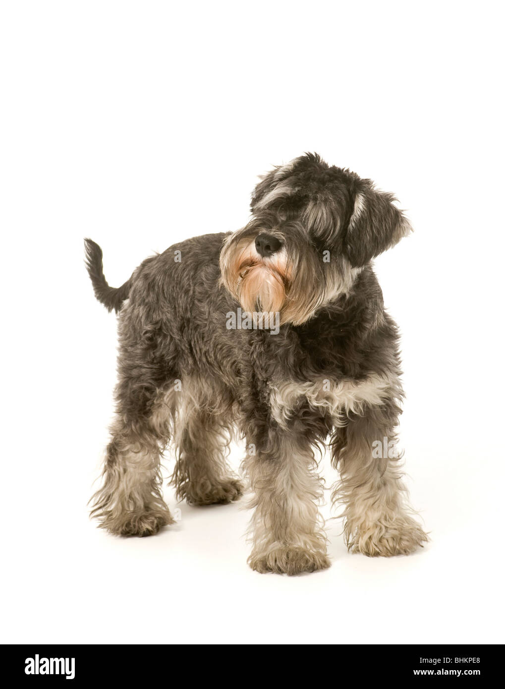 Salz- und pfefferfarben Miniaturschnauzer Hund auf weißem Hintergrund Schwanz stehend zeigt Stockfoto