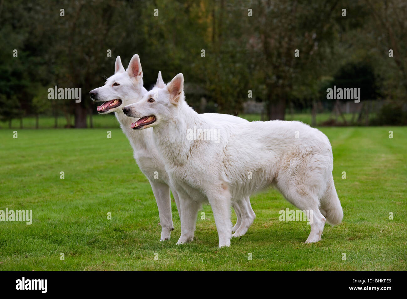 Zwei weiße Schweizer Schäferhunde (Canis Lupus Familiaris) im Garten Stockfoto