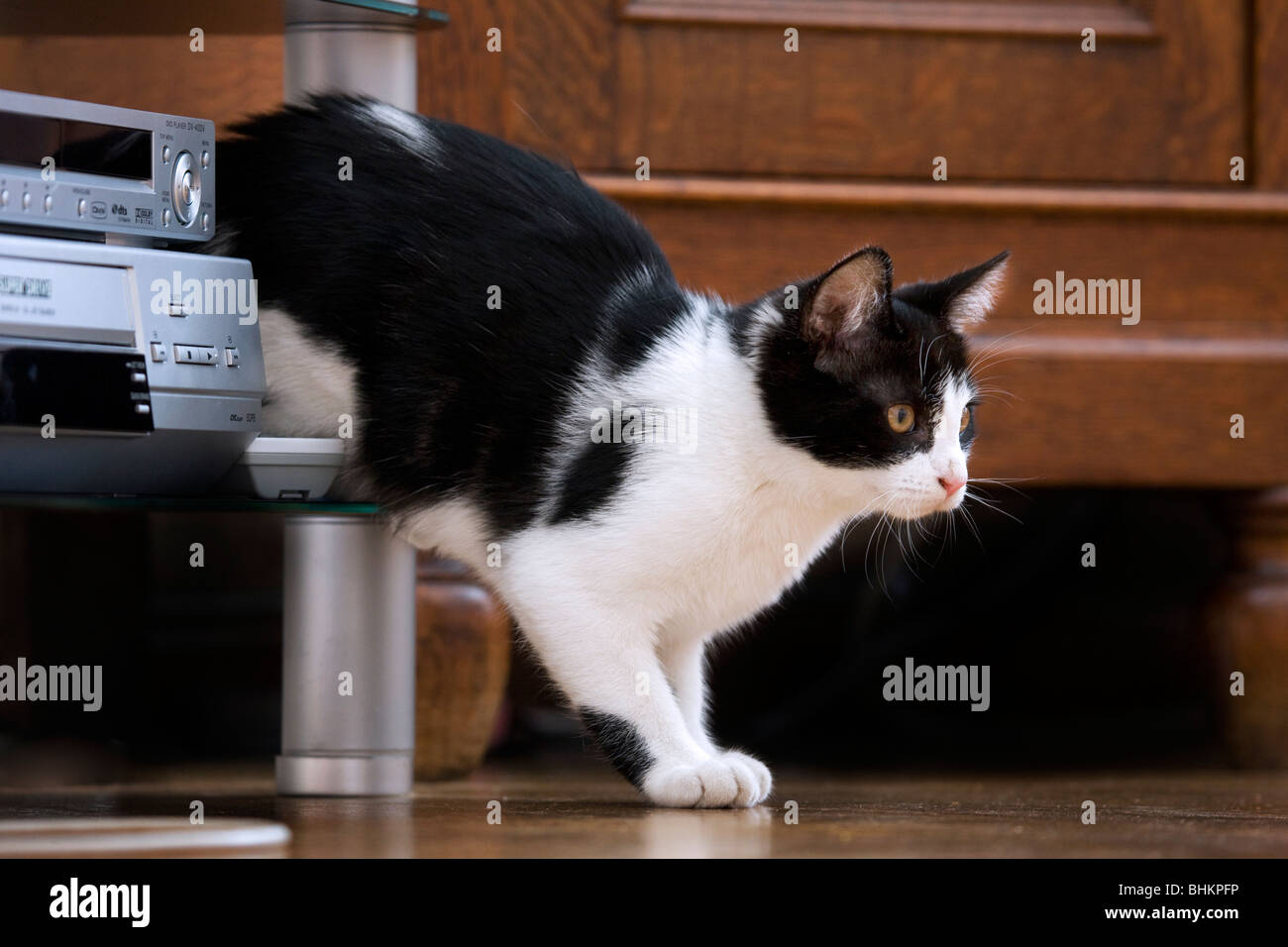 Hauskatze (Felis Catus) im Wohnzimmer Stockfoto