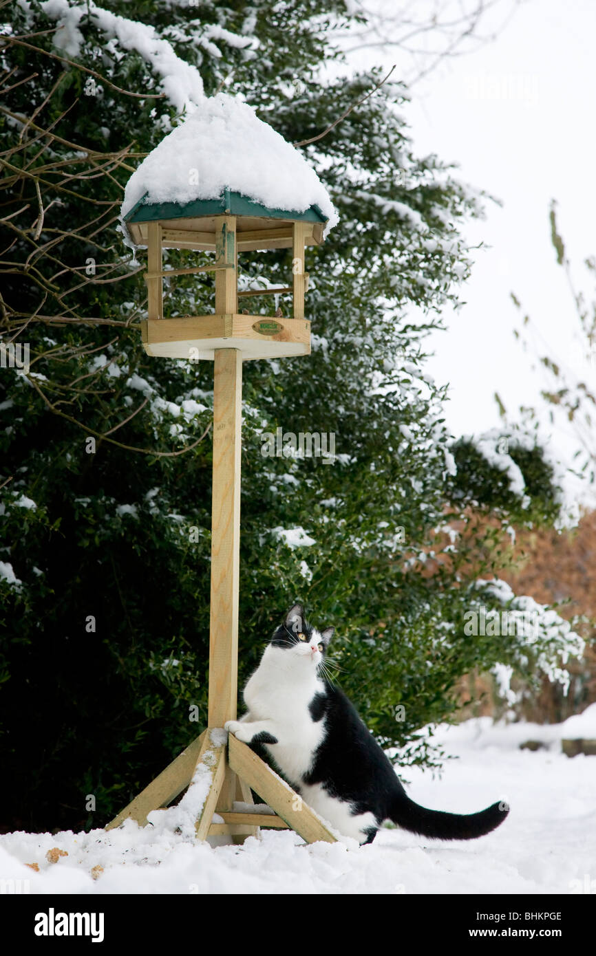 Hauskatze (Felis Catus) klettert Futterhaus im Garten im Schnee im winter Stockfoto