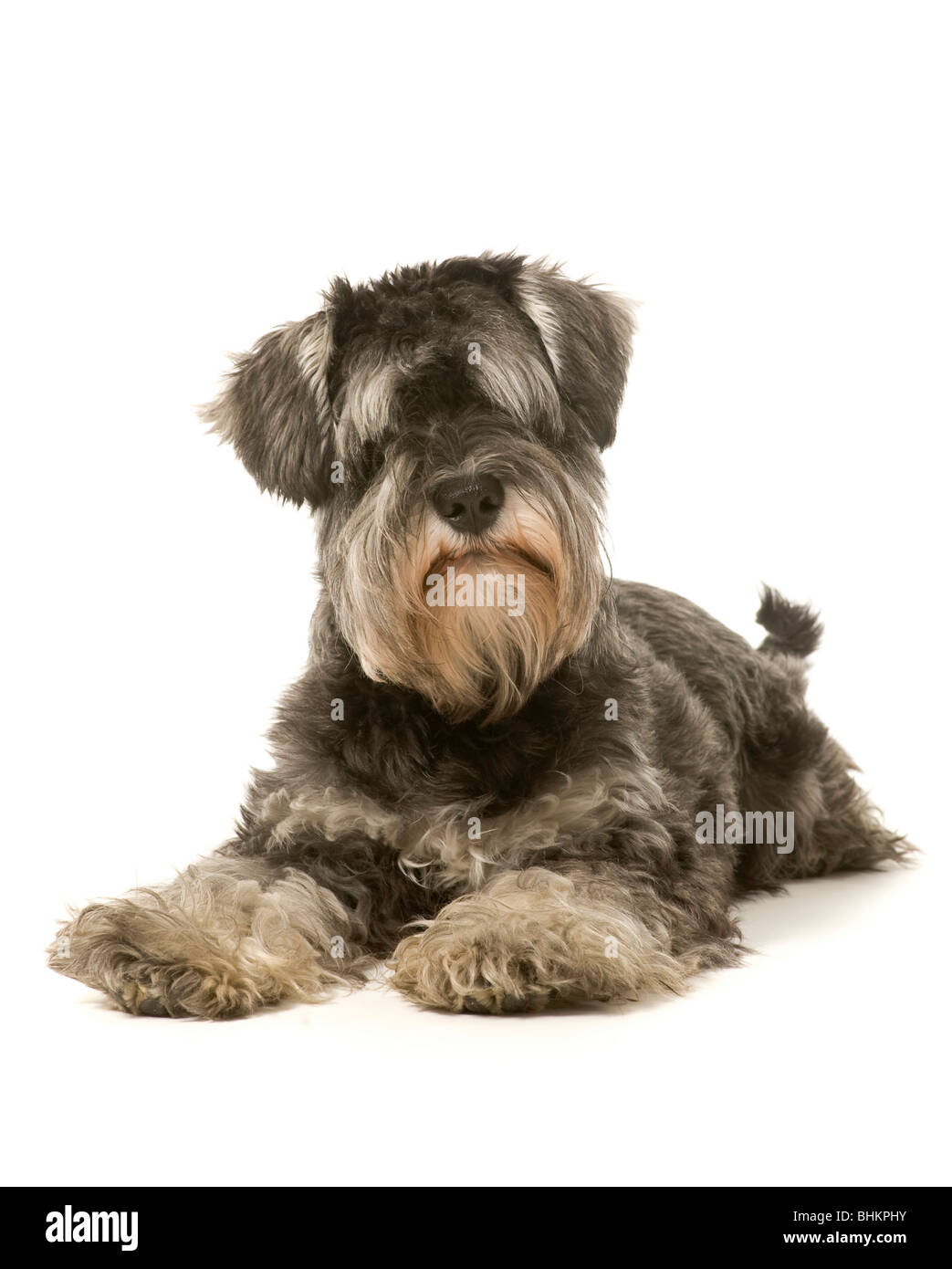 Salz- und pfefferfarben Miniaturschnauzer Hund liegt auf weißem Hintergrund Stockfoto