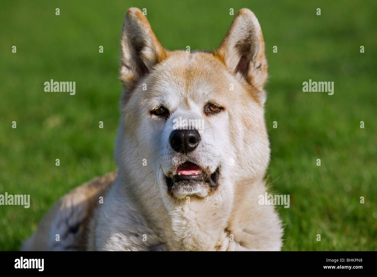 Akita Inu / japanischer Akita / Akita-Ken (Canis Lupus Familiaris) im Garten Stockfoto