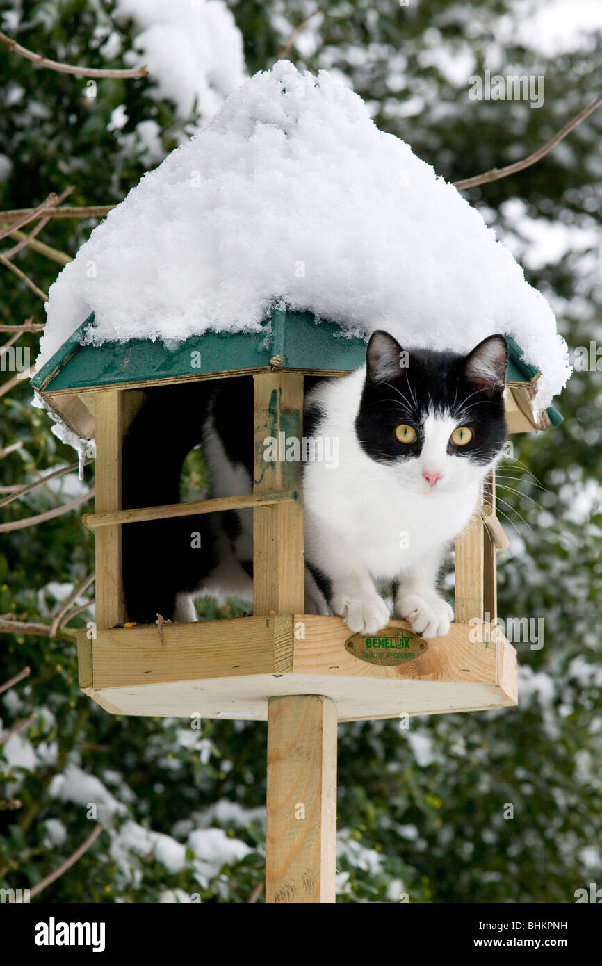 Hauskatze (Felis Catus) innen Futterhaus im Garten im Schnee im winter Stockfoto