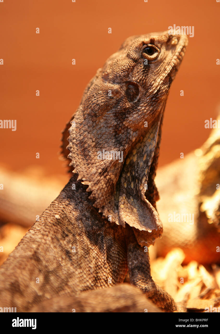 Krause-necked Eidechse Chlamydosaurus Kingii Porträt des weiblichen Erwachsenen Gefangenen, UK Stockfoto