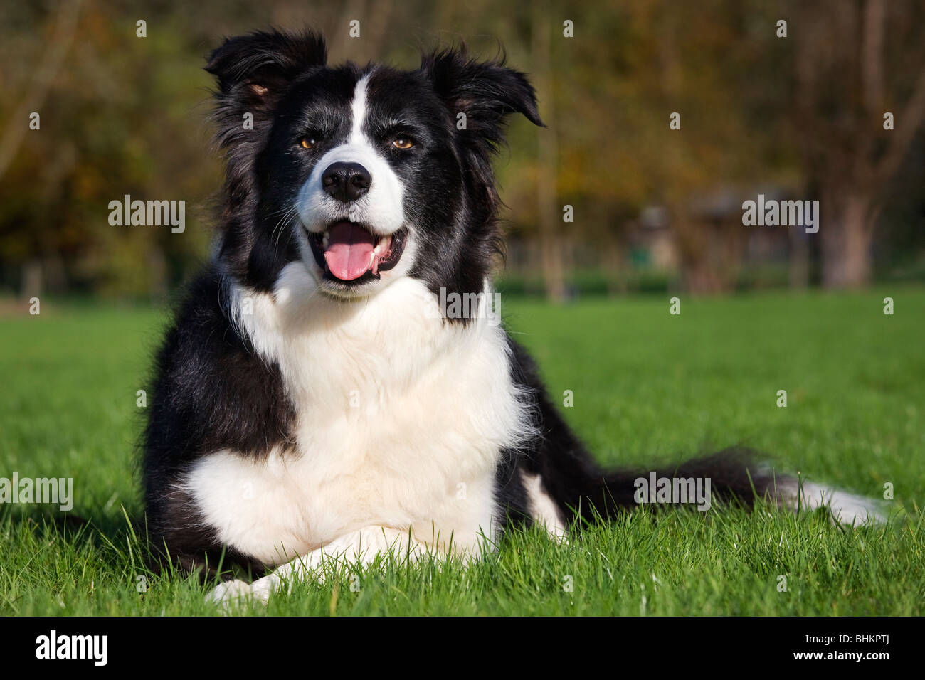 Border Collie (Canis Lupus Familiaris) im Garten Stockfoto